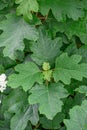 Oakleaf Hydrangea quercifolia Lady Anne oakleaf-shaped leaves